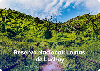 Reserva-Nacional-Lomas-Lachay